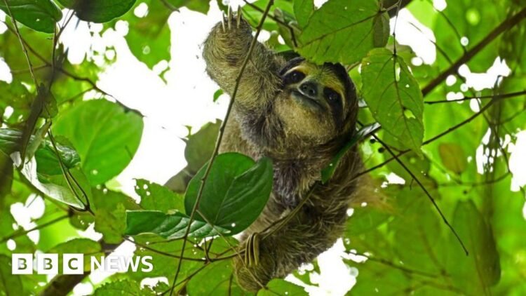 Dozens of sloths died before opening of Sloth World attraction in FloridaMany died due to conditions at a Florida warehouse where they'd been shipped, while others arrived from South America dead, authorities say.2 hrs agoUS & Canada