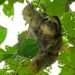 Dozens of sloths died before opening of Sloth World attraction in FloridaMany died due to conditions at a Florida warehouse where they'd been shipped, while others arrived from South America dead, authorities say.2 hrs agoUS & Canada