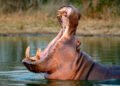 A whim of Pablo Escobar leads Colombia to opt for euthanasia for 80 hippos