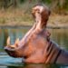 A whim of Pablo Escobar leads Colombia to opt for euthanasia for 80 hippos