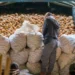 Manila Bulletin – Marcos removes toll fees for trucks transporting vegetables from Mountain Province