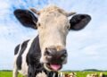 Letters: Those seeking distraction from daily news would do well to pick up ‘Farming’