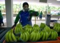 Ecuadorian bananas hope to reach 25% market share in South Korea in five years due to trade agreement | Economy | News