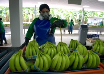 Ecuadorian bananas hope to reach 25% market share in South Korea in five years due to trade agreement | Economy | News