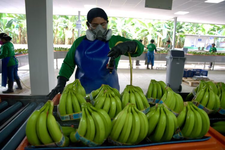 Ecuadorian bananas hope to reach 25% market share in South Korea in five years due to trade agreement | Economy | News