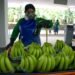 Ecuadorian bananas hope to reach 25% market share in South Korea in five years due to trade agreement | Economy | News