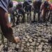 It’s time to give carbon removal a chance | Climate Crisis