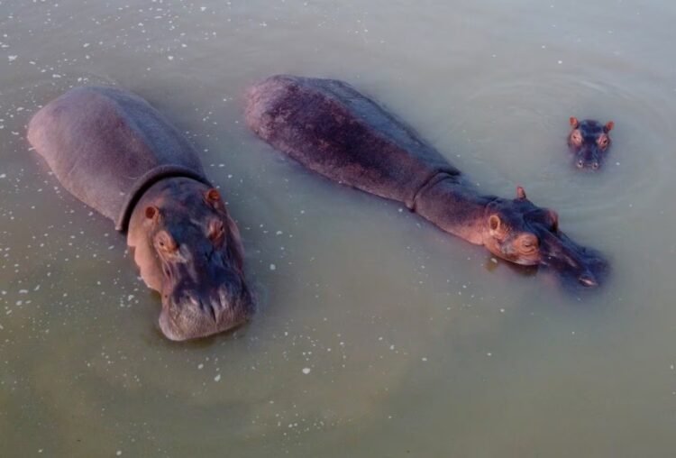Why do several countries refuse to receive Escobar’s hippos?