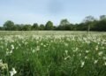 Enchanting Festive Atmosphere on the Edge of Europe’s Largest Daffodil Field