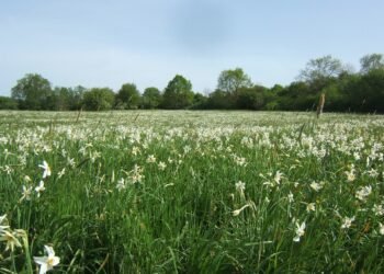 Enchanting Festive Atmosphere on the Edge of Europe’s Largest Daffodil Field