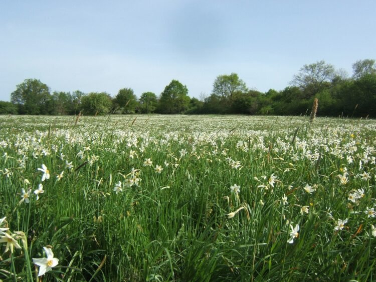 Enchanting Festive Atmosphere on the Edge of Europe’s Largest Daffodil Field
