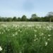 Enchanting Festive Atmosphere on the Edge of Europe’s Largest Daffodil Field