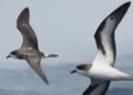 Once declared extinct for 300 years, Bermuda’s rarest seabird is now hatching on an island rebuilt just for it