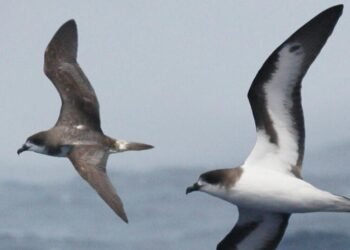 Once declared extinct for 300 years, Bermuda’s rarest seabird is now hatching on an island rebuilt just for it