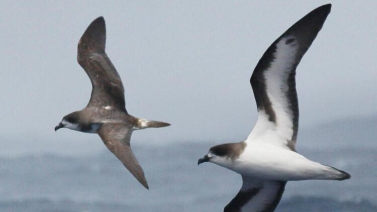 Once declared extinct for 300 years, Bermuda’s rarest seabird is now hatching on an island rebuilt just for it