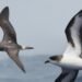 Once declared extinct for 300 years, Bermuda’s rarest seabird is now hatching on an island rebuilt just for it