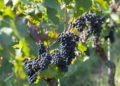 Wine Time Travel: Budapest Hosts Massive Tasting of Revived Ancient Hungarian Varieties