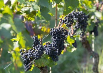 Wine Time Travel: Budapest Hosts Massive Tasting of Revived Ancient Hungarian Varieties