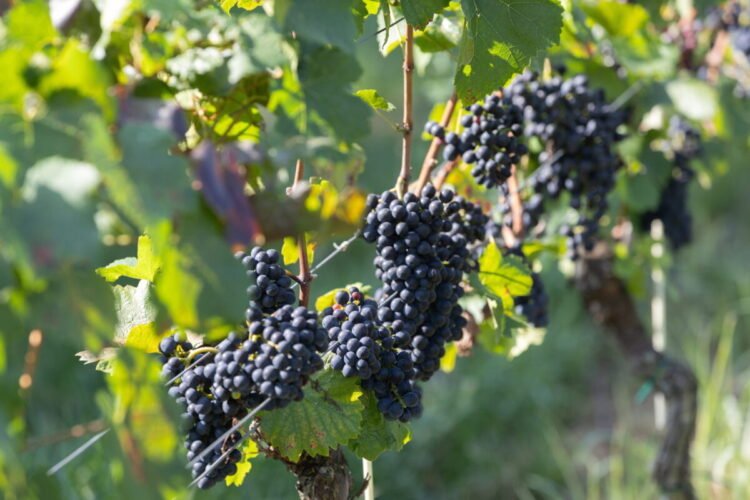 Wine Time Travel: Budapest Hosts Massive Tasting of Revived Ancient Hungarian Varieties