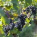 Wine Time Travel: Budapest Hosts Massive Tasting of Revived Ancient Hungarian Varieties