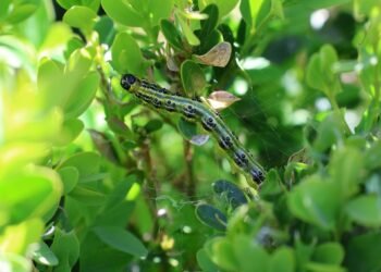 Tageblatt.lu | Boxwood moth | How to combat the caterpillar plague