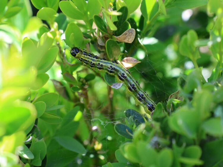 Tageblatt.lu | Boxwood moth | How to combat the caterpillar plague