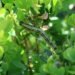 Tageblatt.lu | Boxwood moth | How to combat the caterpillar plague
