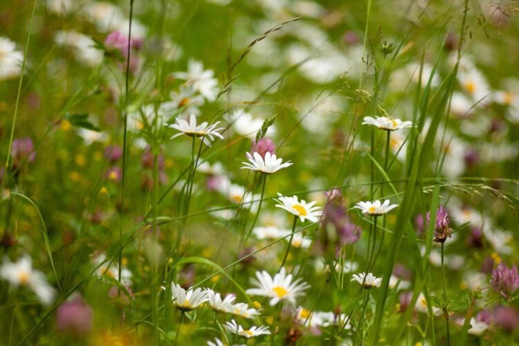 Tageblatt.lu | A May for nature