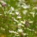 Tageblatt.lu | A May for nature