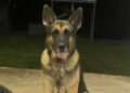 Four kilometres from home: Lost dog “Ranger” reunited after Navua beach rescue