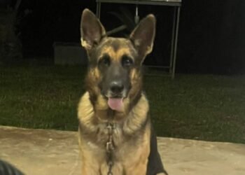 Four kilometres from home: Lost dog “Ranger” reunited after Navua beach rescue