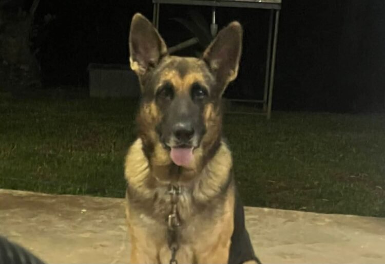 Four kilometres from home: Lost dog “Ranger” reunited after Navua beach rescue