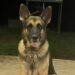 Four kilometres from home: Lost dog “Ranger” reunited after Navua beach rescue
