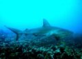 Warming seas threaten large oceanic fish