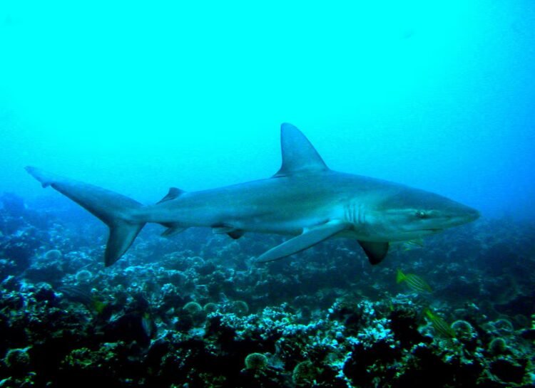 Warming seas threaten large oceanic fish