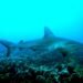 Warming seas threaten large oceanic fish