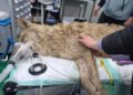 A wolf that escaped from a zoo in South Korea was found after 9 days