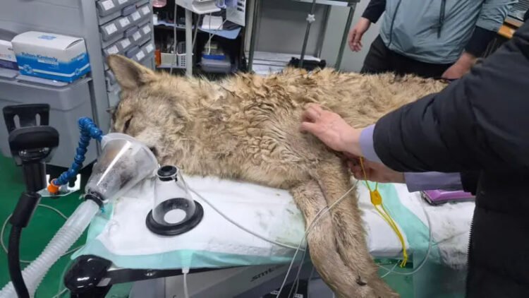 A wolf that escaped from a zoo in South Korea was found after 9 days