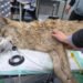A wolf that escaped from a zoo in South Korea was found after 9 days