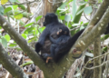 Third baby spider monkey is born in the Sumidero Canyon, recovery of the species in the area is confirmed