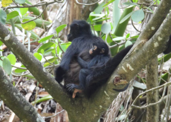 Third baby spider monkey is born in the Sumidero Canyon, recovery of the species in the area is confirmed