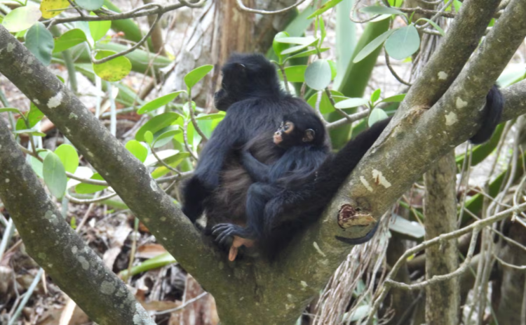 Third baby spider monkey is born in the Sumidero Canyon, recovery of the species in the area is confirmed
