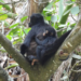 Third baby spider monkey is born in the Sumidero Canyon, recovery of the species in the area is confirmed
