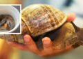 Nigeria trip shows Agriculture Minister snail problem could generate cash – iWitness News