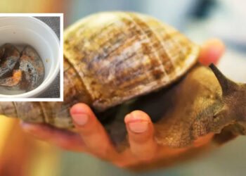 Nigeria trip shows Agriculture Minister snail problem could generate cash – iWitness News