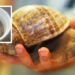Nigeria trip shows Agriculture Minister snail problem could generate cash – iWitness News