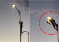 Courage or risk? young man climbs light pole to rescue seagull in La Paz