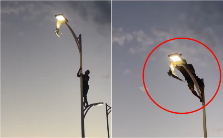 Courage or risk? young man climbs light pole to rescue seagull in La Paz