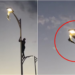 Courage or risk? young man climbs light pole to rescue seagull in La Paz