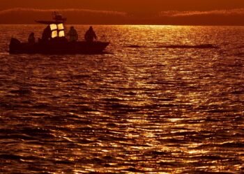Waiting for a transport barge – or will the whale swim off itself?